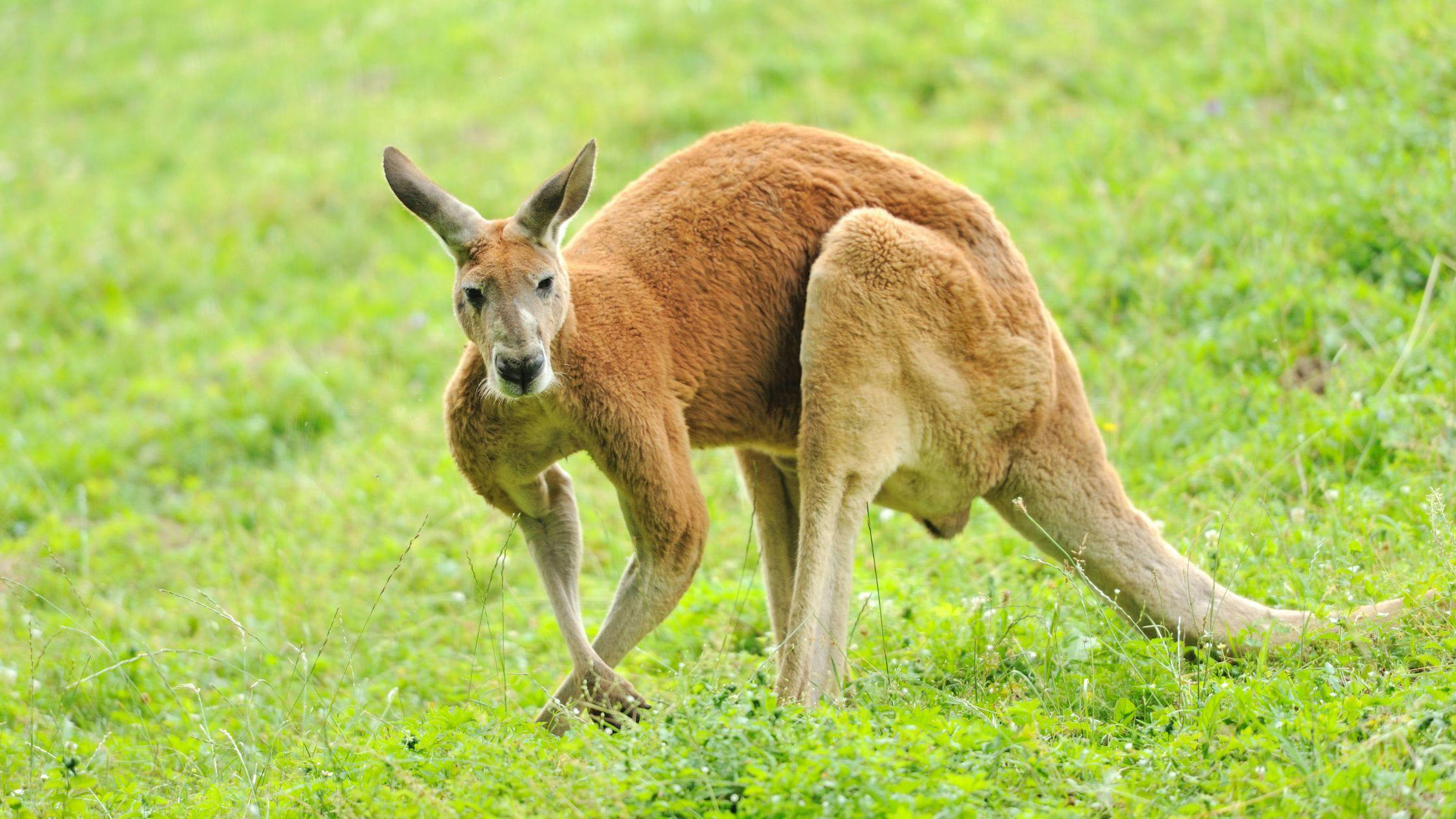 Meet Wildlife on Kangaroo Island
